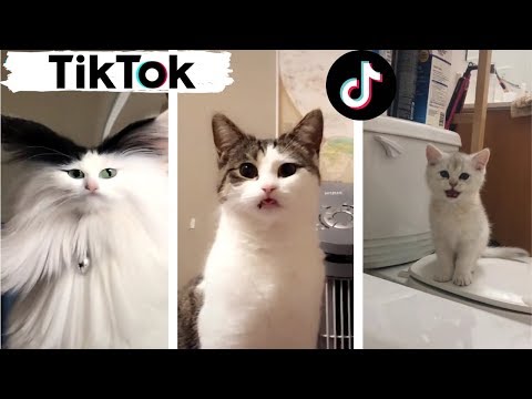 Cats being… CATS ~ Try Not to Laugh ~ TIK TOK ~ Funny Cats Compilation (TikTok) – Cats