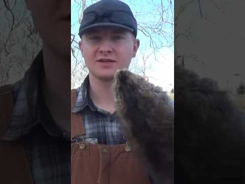 Tanning my FIRST MUSKRAT! #trap #trapping #nature #outdoors #wildlife #animals #foryou #fyp #viral – Animals