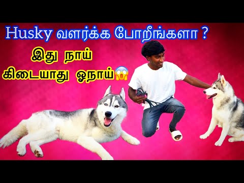 #siberianhusky /husky dog video tamil // husky dog review// how do maintain husky dog / #dog #husky – Dogs