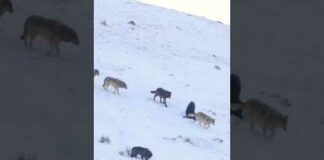 Wolves in Yellowstone playing in the snow 🐺 #wildlife #animals #shorts – Animals