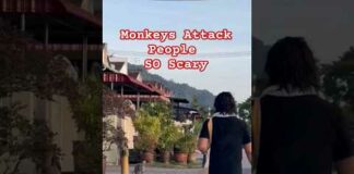 Monkeys Attack People Passing By In Neighbourhood #shorts #monkey #scary  #wildlife #animals – Animals