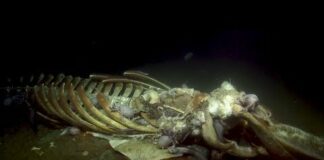 Spookiest Deep Sea Sights of the 2019 Nautilus Expedition | Nautilus Live – Ocean