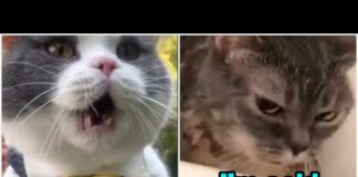 These Cats Can Speak English Better Than Hooman  😸 Funny Cats Compilation – Cats