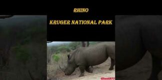 Rhino – Kruger National Park – Animals