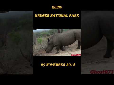 Rhino – Kruger National Park – Animals