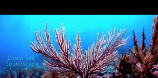 Deep Sea Soundscape – 9 hours of underwater ambience – Deep Ocean Sleep Sounds – Ocean