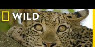 🔴 LIVE: Enter the Savage Kingdom: Ultimate Predators | Watch Now on Nat Geo WILD – Animals