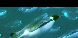 Deep Sea Diving For Food | Natural World: Penguins of The Antarctic | BBC Earth – Ocean