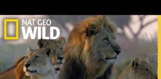Win or Die (Full Episode) | Savage Kingdom – Animals