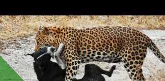 Leopard vs dog | 7 brutal leopard attacks on dogs caught on camera! | Animal World – Dogs