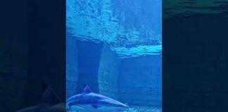 deep sea animals #youtubeshorts #shorts #aquarium – Ocean