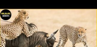 30 Magnificent Hunting And Chasing Moments By Wild Animals In Animal World – Animals