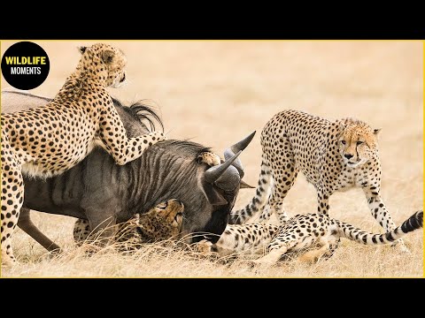 30 Magnificent Hunting And Chasing Moments By Wild Animals In Animal World – Animals
