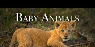 Baby Animals 4K – Amazing World Of Young Animals | Scenic Relaxation Film – Animals