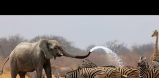 Wild Life – Nature Documentary Full HD 1080p – Animals