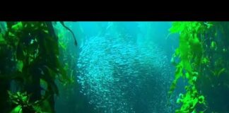 8 Hours of Underwater Ambience | Underwater White Noise | Deep Sea Relaxation Sounds – Ocean