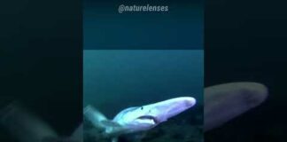 Goblin Shark | The Bizarre Deep Sea Shark – Ocean