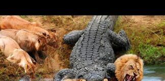 30 Times Animals Messed With Wrong Opponents ! – Animals