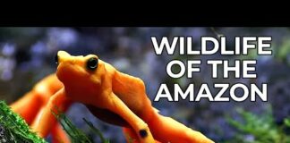 World of the Wild | Episode 1: The Amazon Rainforest | Free Documentary Nature – Animals