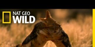 United We Stand (Full Episode) | Animal Fight Night – Animals
