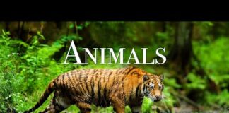 World of Animals 4K – Scenic Wildlife Film With Calming Music – Animals