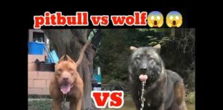 Pitbull Vs wolf😱 wolf Vs Pitbull dog #dog #video #shorts#animal#dogfight @truefactarmy5548#shorts – Dogs