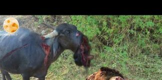 30 Tragics Moments Buffalo Injured By Animal Fight | Wild Animals Fight – Animals