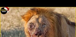 100 Brutal Moments Lion, Leopard & Wild Animals Injured To Dea.th In The Wild – Animals