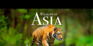 Wildlife of Asia 4K – Scenic Animal Film With Inspiring Music – Animals