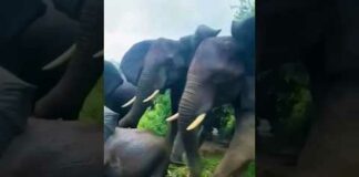 wild elephants angry movement 😱 #wildlife #elephant #shorts – Animals