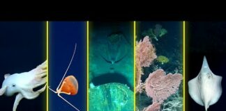 2023 Expedition Season Highlights: Deep Sea Science and Collaboration | Nautilus Live – Ocean