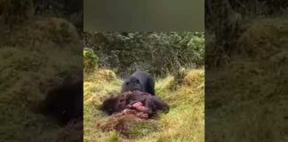 Horrible sad nature wildlife scene, bear hunting a buffalo and eating buffalo’s limbs alive, – Animals