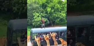 Tiger Dangerous Wild Animals – tiger vs humen – Wild Adventure #Shorts – Animals