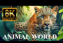 ANIMAL WORLD 8K ULTRA HD – Amazing Wildlife – Animals
