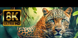ANIMAL WORLD 8K ULTRA HD – Amazing Wildlife – Animals