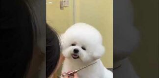 funny and cute pomeranian | funny dog videos | cute puppy | funny dogs shorts #shorts #viral #dogs – Dogs