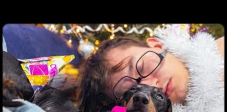Christmas hangover! Cute & funny dachshund dog video! – Dogs