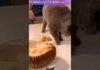 shorts# funny cats and cute!!!🤣🤣🤣🐈#funny cats,funny,cats,cute cats,funny cat videos,funny cat# – Cats