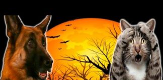 Funny Cats And Dogs Scared Of Halloween – Funny Cats And Dogs – Cats