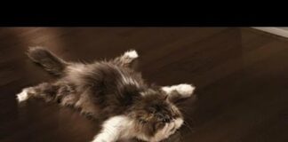 Funny Cats Sliding on Wooden Floors Compilation 2014 [HD] – Cats