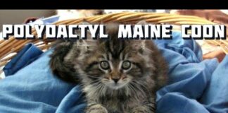 Maine Coon Cat Video – Maine Coon Curiosities – Polydactyl Maine Coons – Cats