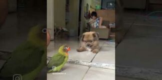 🐶 Funny dog video | bird encounter #shorts #video – Dogs