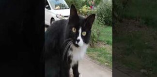 Funny cats videos #meowing #meow #cat #catclub #wednesday – Cats