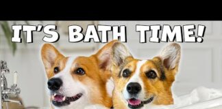 FUNNY DOGS JUST WANT BATH TIME | Hammy & Olivia Compilation – Dogs