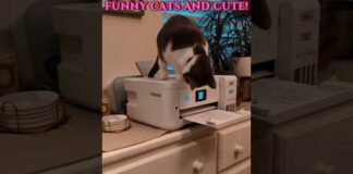 #shorts# funny cats and cute!!!🤣🤣🤣🐈#funny cats,funny,cats,cute cats,funny cat videos,funny cat# – Cats