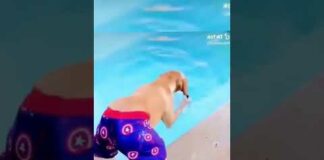 Funny dogs in hilarious videos that make you laugh –  FUN part 13 #shorts #funny #dog #memes – Dogs