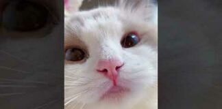 #shorts cat meme & kitten (tik tok video]💘 – funny cats meow baby cute compilation [cat-cash home) – Cats