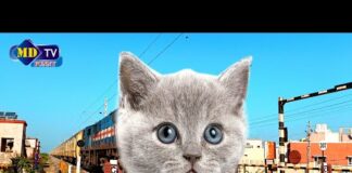 vansh mor cat train funny video | bili train video funny | cat video | animal video | train video – Cats