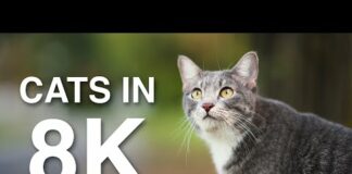 8K Cat Video. [Sony A1 8K Footage] – Cats