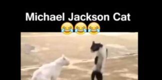 Michael Jackson Cat, Funny Cats, Funny Animals – Cats